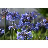 Agapanthus'Blue Curacao' 