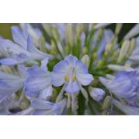 Agapanthus'Phantom' 