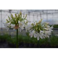 Agapanthus'Artic Star' 