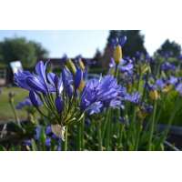 Agapanthus'Charlotte' 