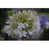 Agapanthus'Malaga' 