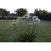 Agapanthus'Lady Lauren' 
