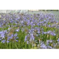 Agapanthus'Stockholm' 