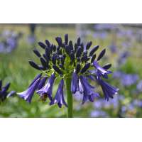 Agapanthus'Delfs blauw' 