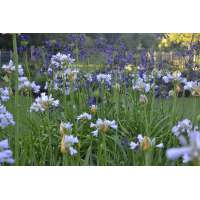 Agapanthus'Blue Moon' 