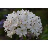 Agapanthus'Lemon Ice' 