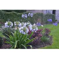 Agapanthus'Silver Mist' 