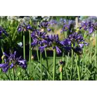 Agapanthus'Purple Delight' 