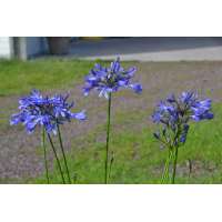Agapanthus'Su Casa' 