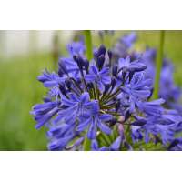 Agapanthus'Scooby Blue' 