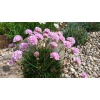 Armeira maritima'Roschen'