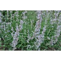 Nepeta faassenii'Gletschereis'