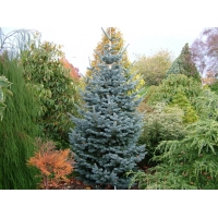 Abies lasiocarpa'Kenwith Blue' 