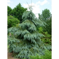 Picea engelmannii'Lace' 