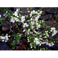 Chaenomelis superba'Jet Trail' 