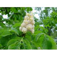 Aesculus hippocastanum'Baumannii' 