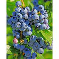 Bosbes(Vaccineum cprymbosum'Duke') 