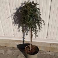 Cotoneaster dammeri'Winter Beauty' 