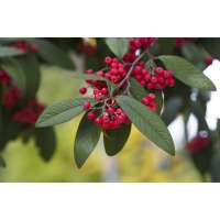 Cotoneaster dammeri'Major' 