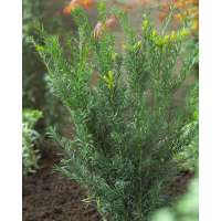 Taxus media'Groenland' 