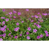 Geranium soboliferum'Starman'