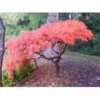 Acer palmatum'Ornatum' 