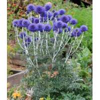 Echinops bannaticus'Blue Globe'