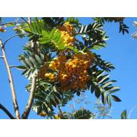 Sorbus'Sunshine' 
