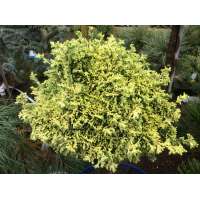 Chamaecyparis lawsoniana'Bregéon Jaune' 