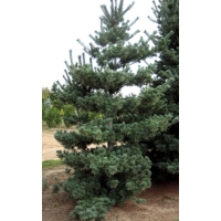 Pinus parviflora'Tempelhof 