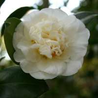 Camellia japonica'Powder Puff' 