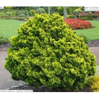 Chamaecyparis obtusa'Aurora' 