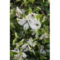 Clematis'Alba Luxurians' 