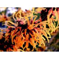 Hamamelis intermedia'Orange Beauty' 