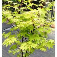 Acer palmatum'Summer Gold' 