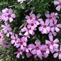 Phlox kelsey i'Rosette'