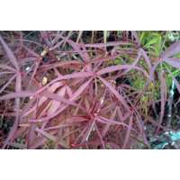 Acer palmatum'Enkan' 