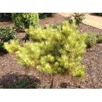 Pinus densiflora'Golden Ghost' 