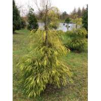 Chamaecyparis lawsoniana'Filip's Golden Sprinklers' 