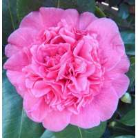 Camellia japonica'Mary Bracey' 