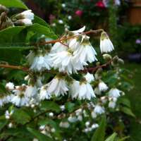 Deutzia scabra'Plena' 