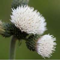 Cirsium rivulare'Frosted Magic'
