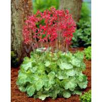 Heuchera sanguinea'Leuchtkäfer'