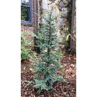 Cedrus libani'Horstman' 