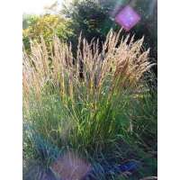 Sorghastrum nutans'Indian Steel'