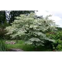 Aralia elata'Silver Umbrella' 