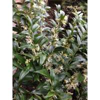 Sarcococca ruscifolia'Dragon Gate' 