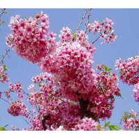 Prunus'Pink Cloud' 
