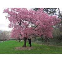 Prunus'Okame' 