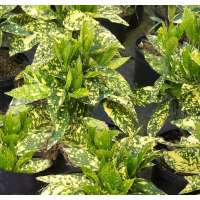 Aucuba japonica'Crotonifolia' 